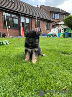 Photo №3. Beaux chiots berger allemand,. Irlande