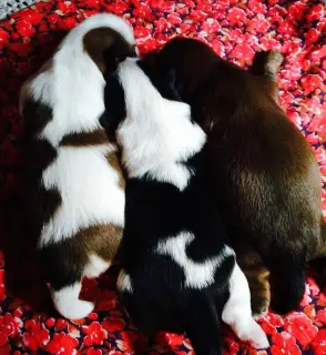 Photo №4. Je vais vendre shih tzu en ville de Gomel. de la fourrière - prix - Négocié