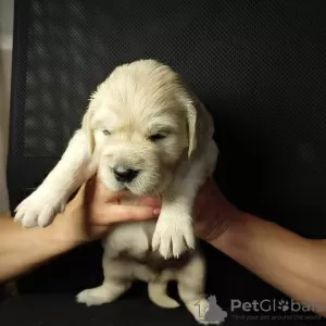 Photos supplémentaires: Chiots Golden Retriever