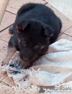 Photo №1. pinscher allemand, berger allemand - à vendre en ville de Hagen | Gratuit | Annonce №128421