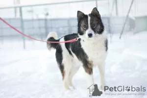 Photo №3. Merveilleux chien Hanik cherche une maison!. Fédération de Russie