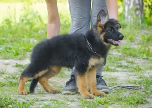 Photos supplémentaires: Chiot en vente!