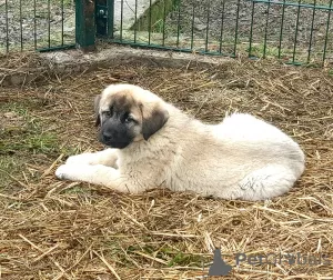 Photo №3. Chiots Kangal Turc. Ukraine