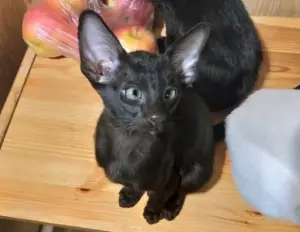 Photo №4. Je vais vendre oriental shorthair en ville de Saint-Pétersbourg. annonce privée - prix - 149€