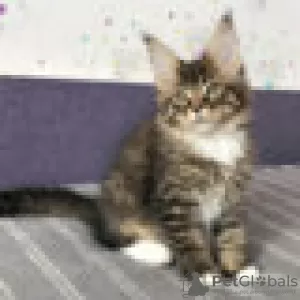 Photo №2 de l'annonce № 129233 de la vente maine coon - acheter à Suisse éleveur