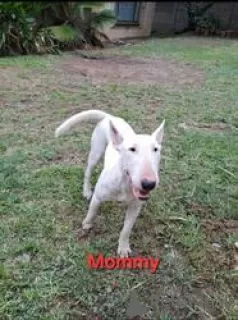 Photo №3. Chiots Bull Terrier à vendre. La finlande