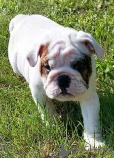 Photos supplémentaires: Chien bouledogue anglais avec pedigree ZKwP/FCI après Champions