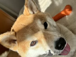 Photos supplémentaires: GARÇON SHIBA INU POUR L'ACCOUPLEMENT