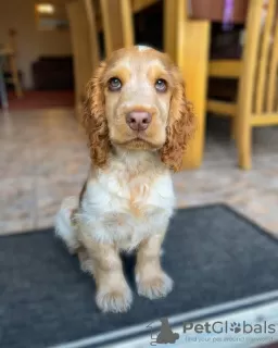 Photo №1. cocker spaniel anglais - à vendre en ville de Братислава | Gratuit | Annonce №111331