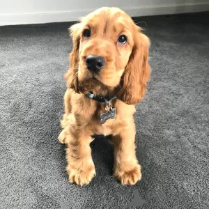 Photo №1. cocker spaniel anglais - à vendre en ville de Portimão | 950€ | Annonce №11132