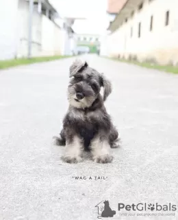 Photos supplémentaires: Schnauzer