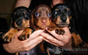 Photos supplémentaires: Chiots teckel miniatures, poil dur et lisse, différentes couleurs