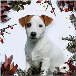 Photo №1. jack russell terrier - à vendre en ville de Minsk | 231€ | Annonce №30702