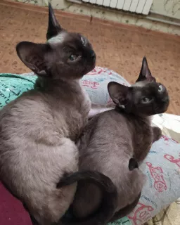 Photo №1. devon rex - à vendre en ville de Almaty | Négocié | Annonce № 6007