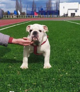 Photo №2 de l'annonce № 6220 de la vente bulldog anglais - acheter à Fédération de Russie de la fourrière, éleveur