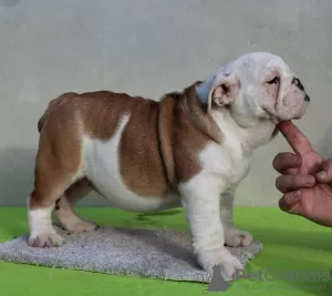 Photos supplémentaires: Chiots BULLDOG ANGLAIS