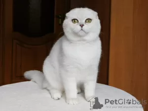 Photo №4. Je vais vendre scottish fold en ville de Kamenskoe. de la fourrière, éleveur - prix - 507€