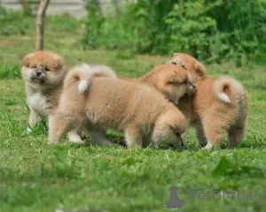 Photos supplémentaires: chiots akita inu