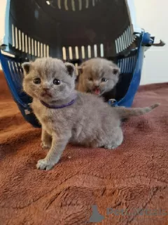 Photo №1. scottish fold - à vendre en ville de Антверпен | Gratuit | Annonce № 116288