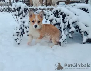 Photo №2 de l'annonce № 9092 de la vente welsh corgi - acheter à Ukraine de la fourrière, éleveur