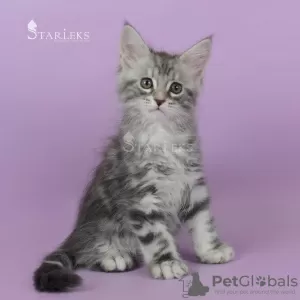 Photo №1. maine coon - à vendre en ville de Saint-Pétersbourg | négocié | Annonce № 8911