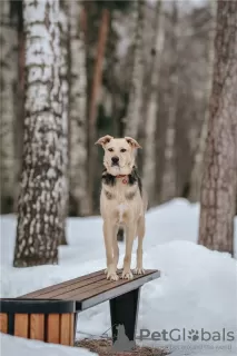 Photo №3. Le merveilleux chien Denver est entre de bonnes mains.. Fédération de Russie