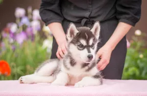 Photos supplémentaires: Chiots pur-sang Husky sibérien