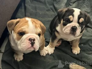 Photo №1. bulldog anglais - à vendre en ville de Berlin | négocié | Annonce №90404