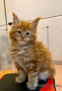 Photo №4. Je vais vendre maine coon en ville de Berlin. éleveur - prix - 300€