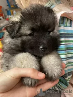 Photo №2 de l'annonce № 9669 de la vente spitz allemand - acheter à Fédération de Russie éleveur