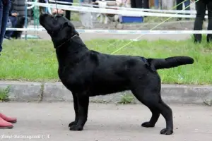 Photo №3. Chiots Labrador!. Fédération de Russie