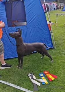 Photos supplémentaires: Chiots Xoloitzcuintle (chien sans poils mexicain)