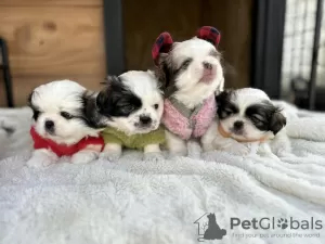 Photos supplémentaires: Chiots Pékinois à vendre