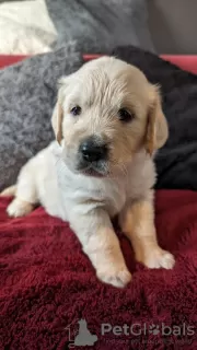 Photos supplémentaires: CHIOTS GOLDEN RETRIEVER