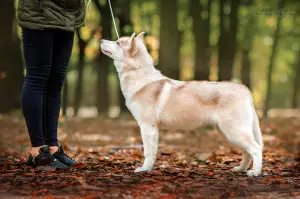 Photo №4. Je vais vendre husky de sibérie en ville de Kiev. de la fourrière - prix - Négocié