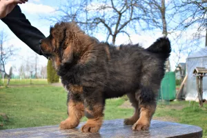 Photo №3. Grand Imperial Club propose des chiots du dogue tibétain. La Lettonie