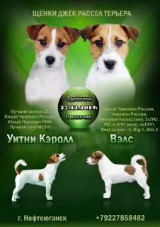 Photo №1. jack russell terrier - à vendre en ville de Surgut | 306€ | Annonce №5993