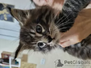 Photo №4. Je vais vendre maine coon en ville de Kharkov. annonce privée - prix - 335€