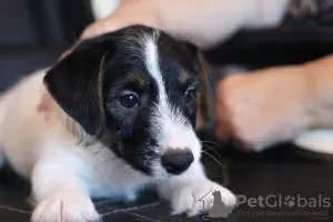 Photo №4. Je vais vendre jack russell terrier en ville de Saint-Pétersbourg. de la fourrière - prix - négocié