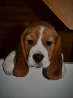 Photo №1. beagle - à vendre en ville de Saint-Pétersbourg | Négocié | Annonce №4145