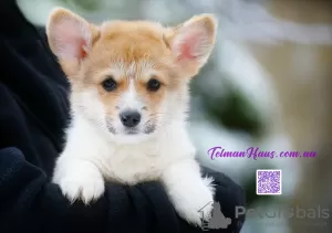 Photo №1. welsh corgi - à vendre en ville de Donetsk | 800€ | Annonce №83272