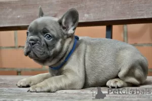 Photo №4. Je vais vendre bouledogue en ville de Minsk. éleveur - prix - négocié