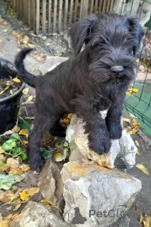 Photos supplémentaires: Schnauzer nain noir et poivre-sel