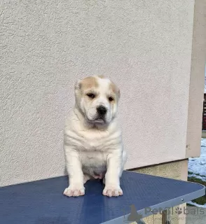 Photos supplémentaires: Chiots bergers d'Asie centrale