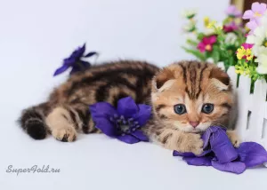 Photo №1. scottish fold - à vendre en ville de Комрат | 500€ | Annonce № 6236