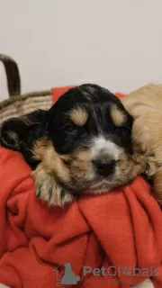 Photos supplémentaires: Chiots Cocker Anglais