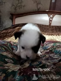 Photo №1. shih tzu - à vendre en ville de Lugansk | 77€ | Annonce №8675