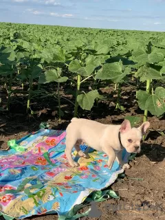 Photo №4. Je vais vendre bouledogue en ville de Engels. éleveur - prix - négocié