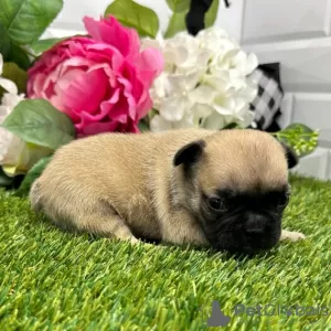 Photo №1. bouledogue - à vendre en ville de Medellín | 331€ | Annonce №45702