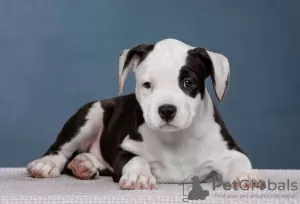 Photos supplémentaires: De merveilleux chiots Amstaff attendent leurs propriétaires, élevage 